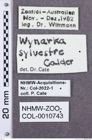 Etikette zu Wynarka sylvestre (NHMW-ZOO-COL-0010743)